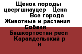 Щенок породы  цвергшнауцер › Цена ­ 30 000 - Все города Животные и растения » Собаки   . Башкортостан респ.,Караидельский р-н